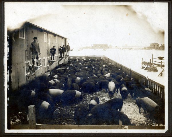 The John W. Kleinhenz farm hog barn. Circa 1911. This photo appeared in the Dayton Daily News article dated May 23, 1912 titled "Economy is the First Law in Hog Feeding."

1st platform: John W. Kleinhenz
2nd platform: Leander (Leonard) holding dog.
3rd platform: Alfred & Ray Kleinhenz
4th platform: Joe Severt - hired hand

Alfrida (Kleinhenz) Willke writes: Hogs on picture are pure bred Hampshires, good for lean meat. Dad raised and bred these hogs on his farm at St Rose, Ohio.