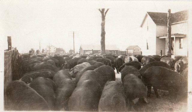 Kleinhenz Stockyard hog drive from St. Rose to Maria Stein, Ohio train station. Circa 1915. Caption: About 1915 - John Kleinhenz Stockyard in St. Rose driving hogs one mile down SR-119 to Maria Stein Station for shipment by train. The Knapke farm and Cyril Hausfeld home is in the background. (Caption written in 1999)